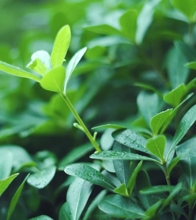 小清晰绿叶植物视频素材