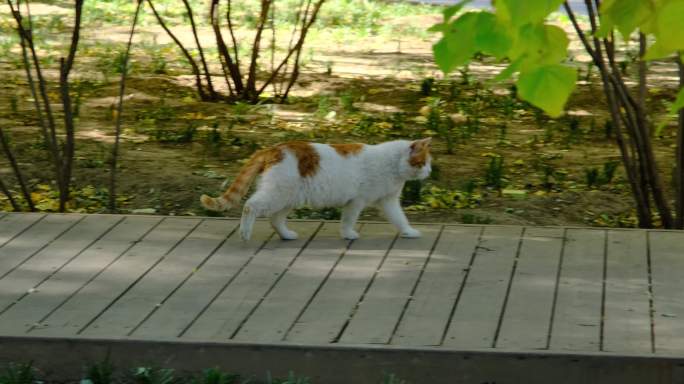 景山画眉故宫宫猫天坛松鼠角楼鸽子