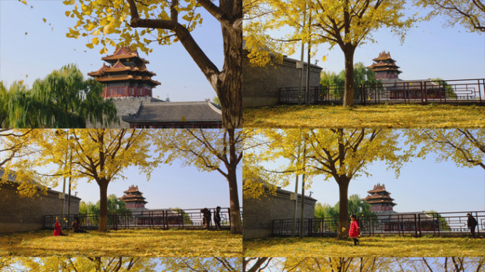 北京故宫紫禁城东北侧角楼秋天银杏