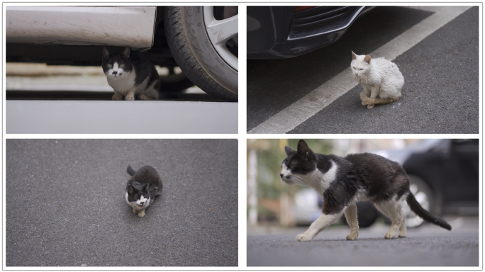 流浪猫脏猫老猫