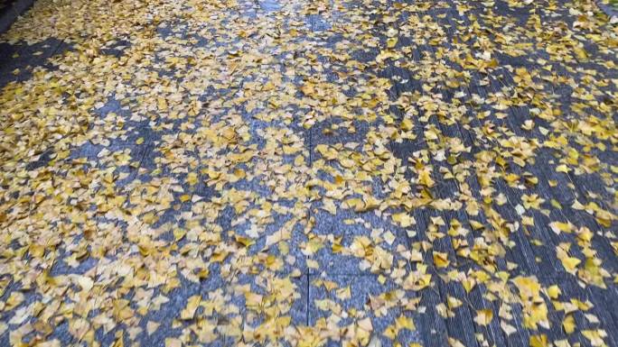 雨后地面上的银杏叶子