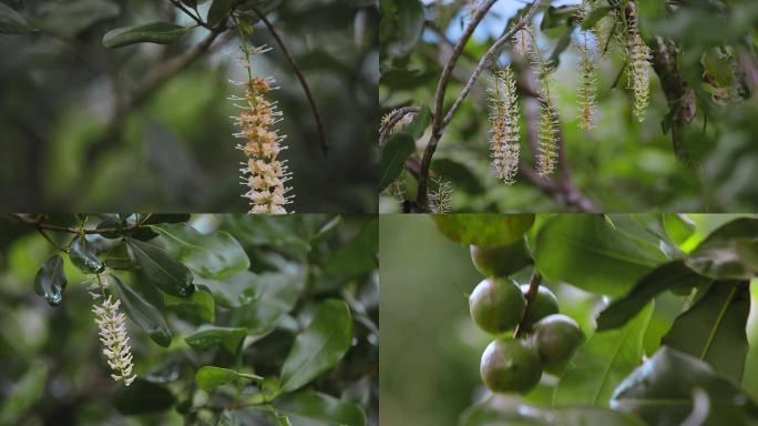 云南普洱澳洲坚果树叶花果实特写夏威夷坚果