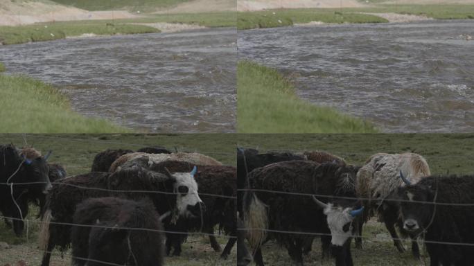 河流牦牛