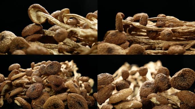 茶树菇 食用菌