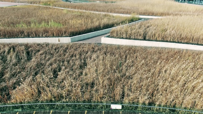 芦苇高清航拍