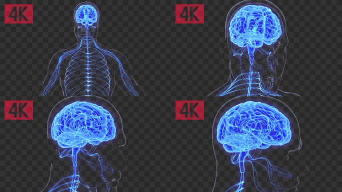 4K全息大脑神经系统带通道