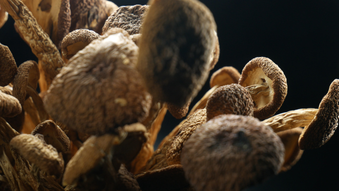 茶树菇 蘑菇