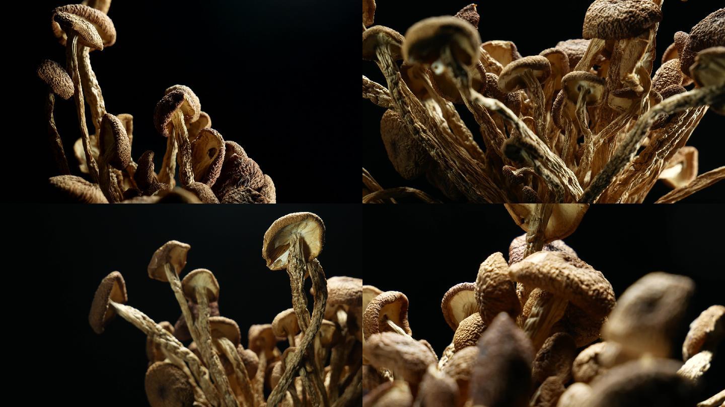茶树菇 蘑菇