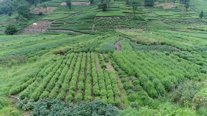茶山茶叶种植