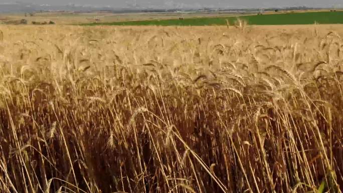 金色的麦子在风中摇曳