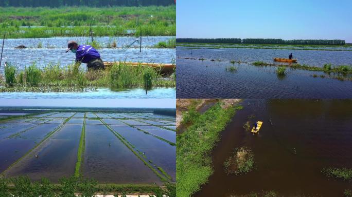 虾稻连作养殖基地，小龙虾养殖基地稻田