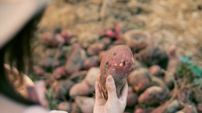 在田里挖地瓜、红薯实拍素材
