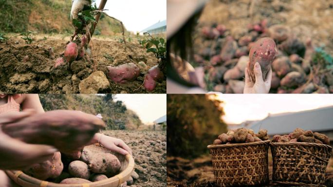 在田里挖地瓜、红薯实拍素材