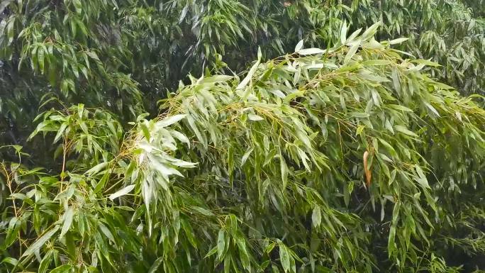 下雨天大风中的竹林