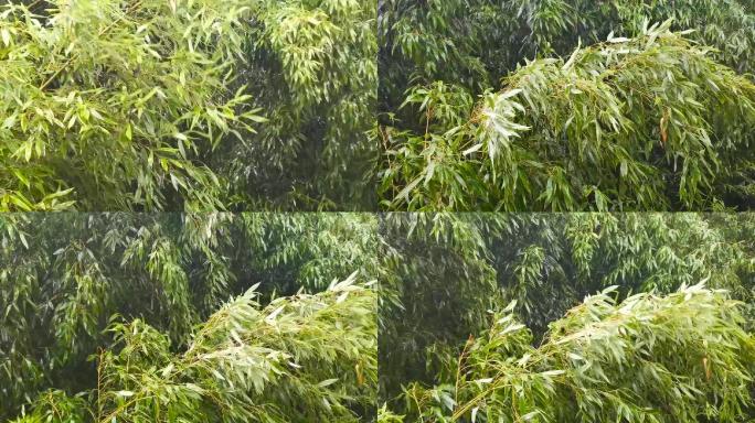 下雨天大风中的竹林