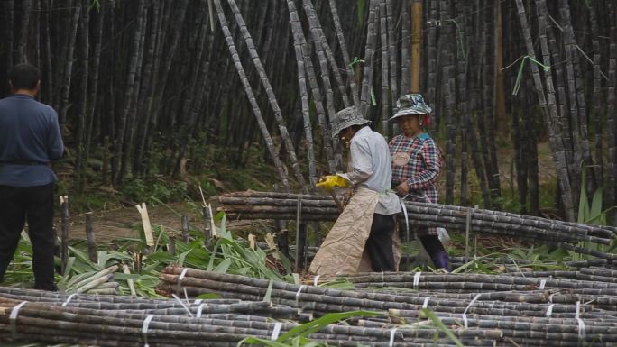 甘蔗视频云南普洱甘蔗采摘季节收割捆扎糖