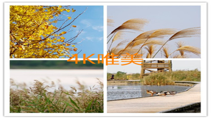 【4K】唯美秋景树叶芦苇野鸭