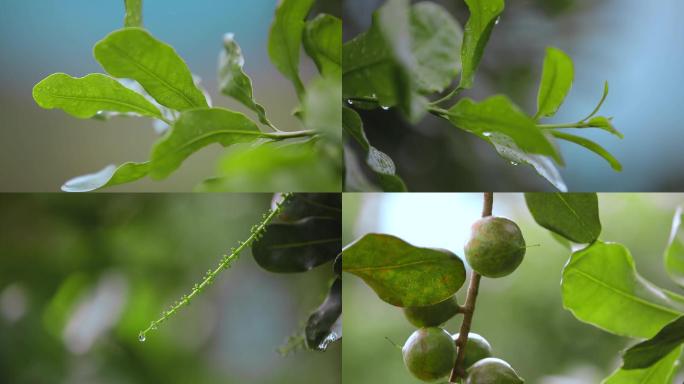 云南普洱澳洲坚果树叶花特写夏威夷坚果