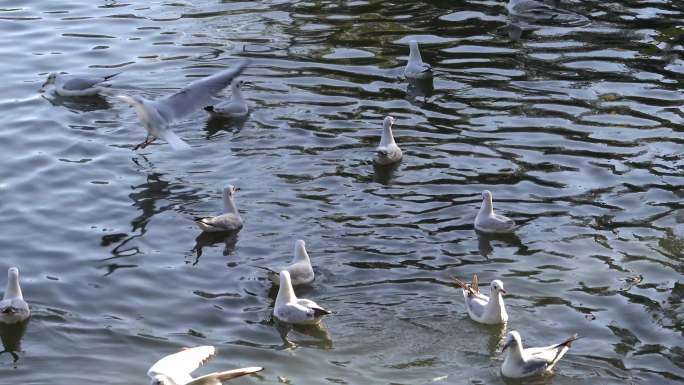 云南昆明翠湖公园的红嘴鸥