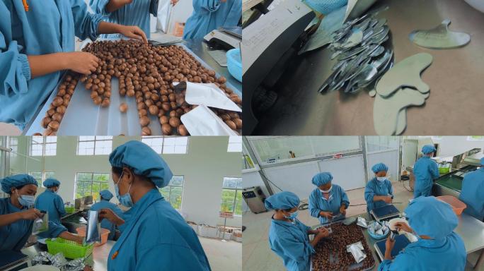 云南普洱澳洲坚果工厂称重装袋夏威夷坚果