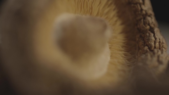 4K实拍的小香菇