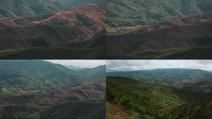 云南普洱江城澳洲坚果种植基地夏威夷坚果