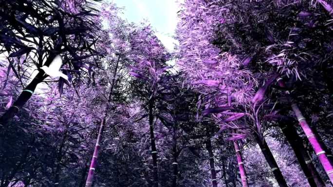 超宽频紫竹林8K