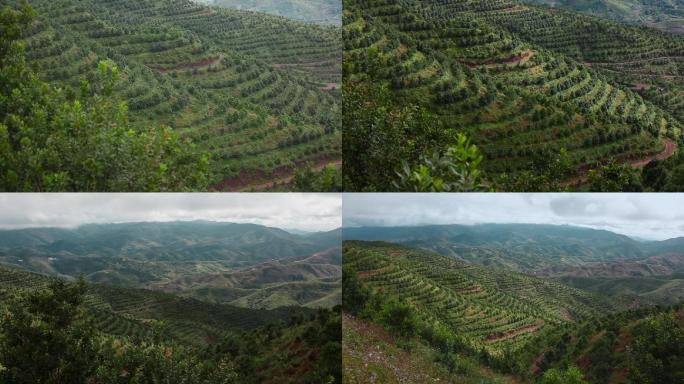 云南普洱澳洲坚果种植基地夏威夷坚果山