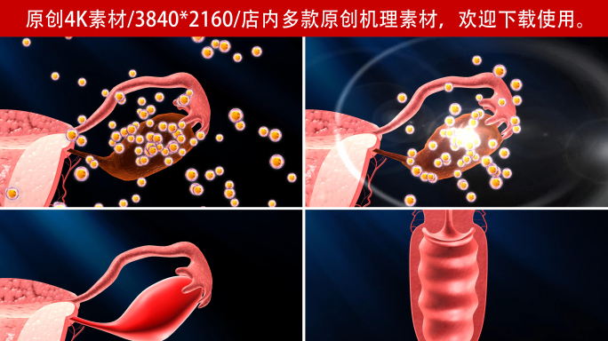 【4K】衰老萎缩的卵巢恢复年轻健康状态