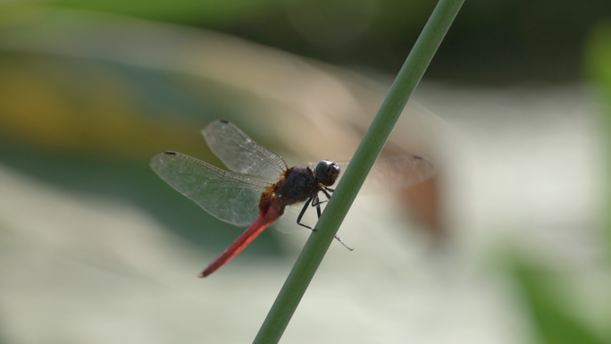 蝴蝶、蜻蜓