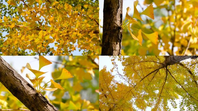 立秋、秋天、金黄色的银杏树、白果树01