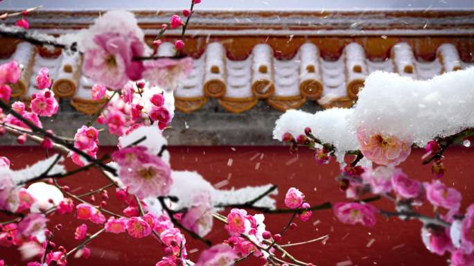 冬季梅花飘雪背景