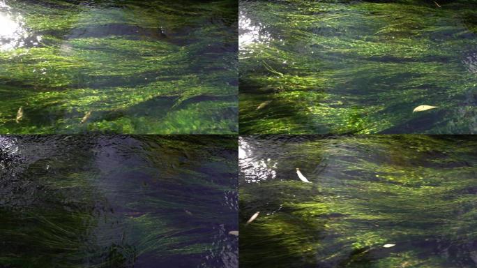 海草漂流水河流小溪飘荡的海草