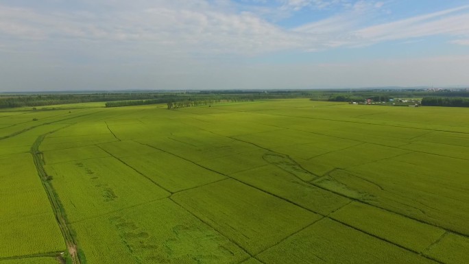 东北地北大荒大米航拍水稻插秧种