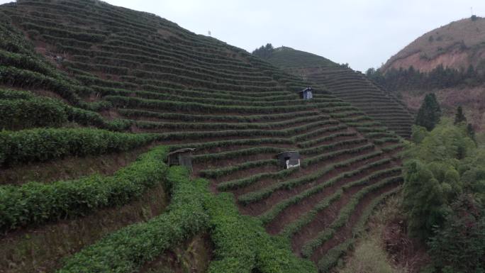 广西金秀茶山