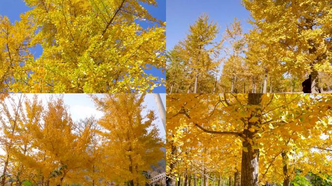 立秋、金色银杏树林、银杏树、白果树02