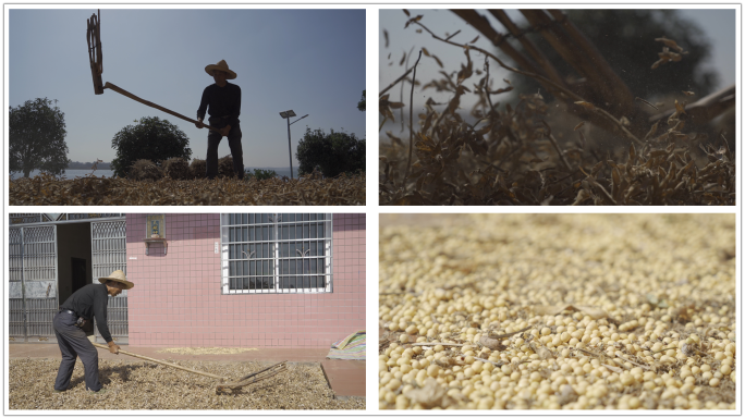 传统农耕打黄豆