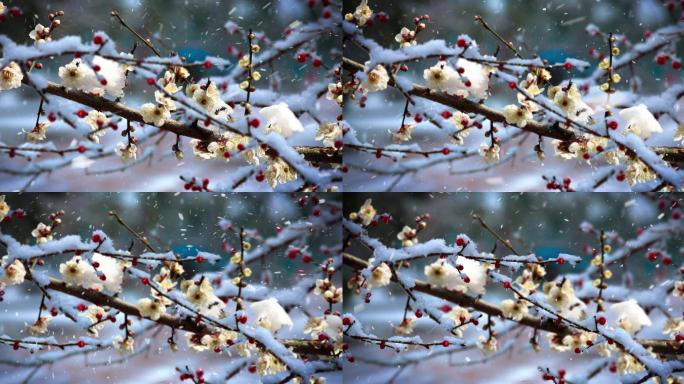 红梅雪梅花4K高清背景素材