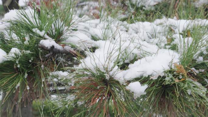 4K冬天风雪中的松树红枫树