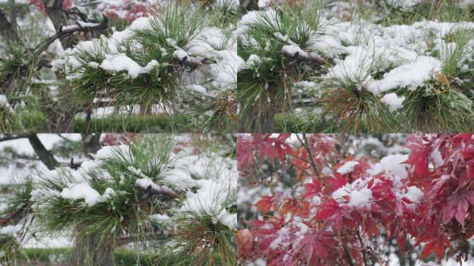 4K冬天风雪中的松树红枫树