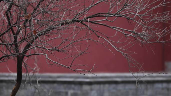 冬天，红墙，枯树枝，游客4k