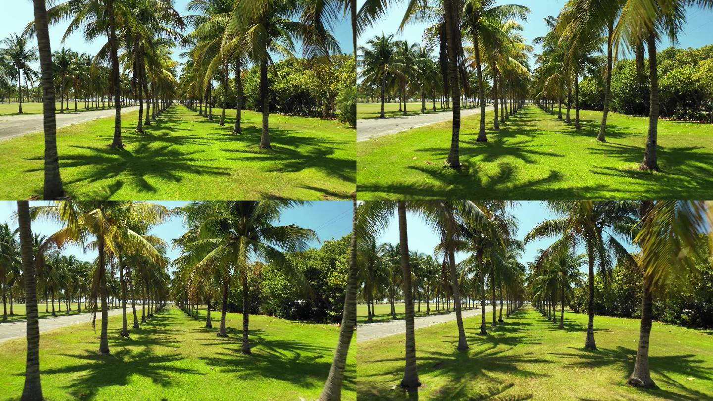 4K棕榈树热带植物热带风情