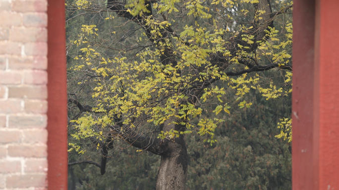 北京天坛，公园深秋，树叶美景