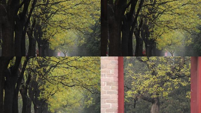 北京天坛，公园深秋，树叶美景