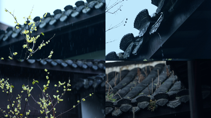 （ 原创实拍 ）江南古镇雨中腊梅花开