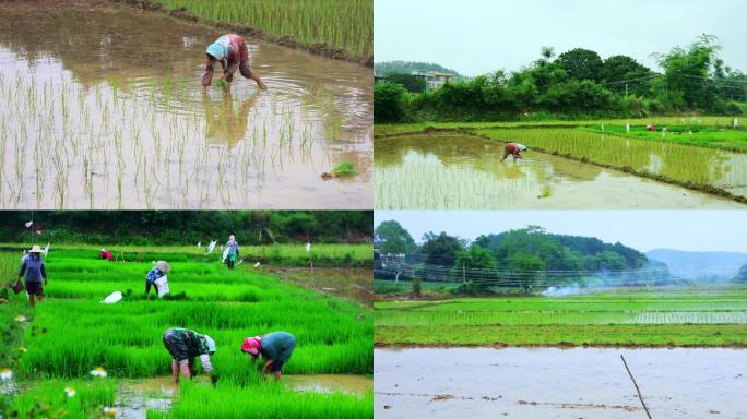 实拍农村农民在稻田里插秧视频素材