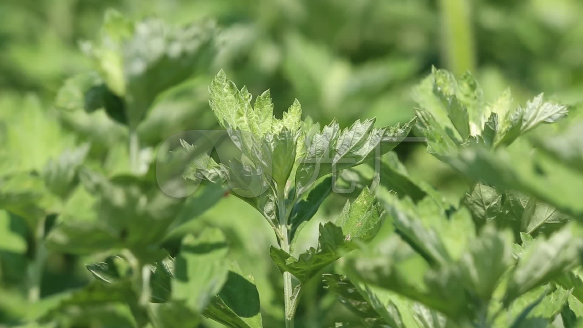 艾蒿和艾草是一种吗,艾蒿和艾草一样吗图片,艾草的五大种类_大山谷图库