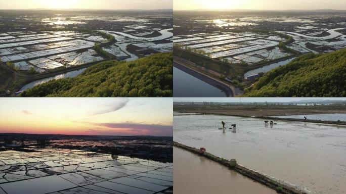 水稻稻田稻米稻谷稻米农业航拍麦浪大米米业