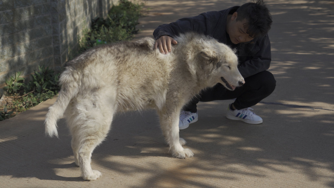 4K农村土狗大狼狗