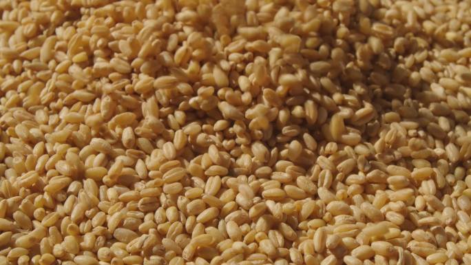4K小麦籽满地麦子丰收收获